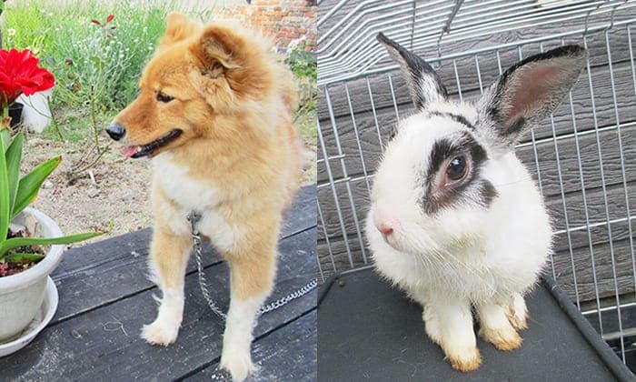 神谷川の動物達 犬・ウサギ写真