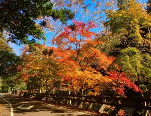 紅葉を見に行〇〇〇～♪