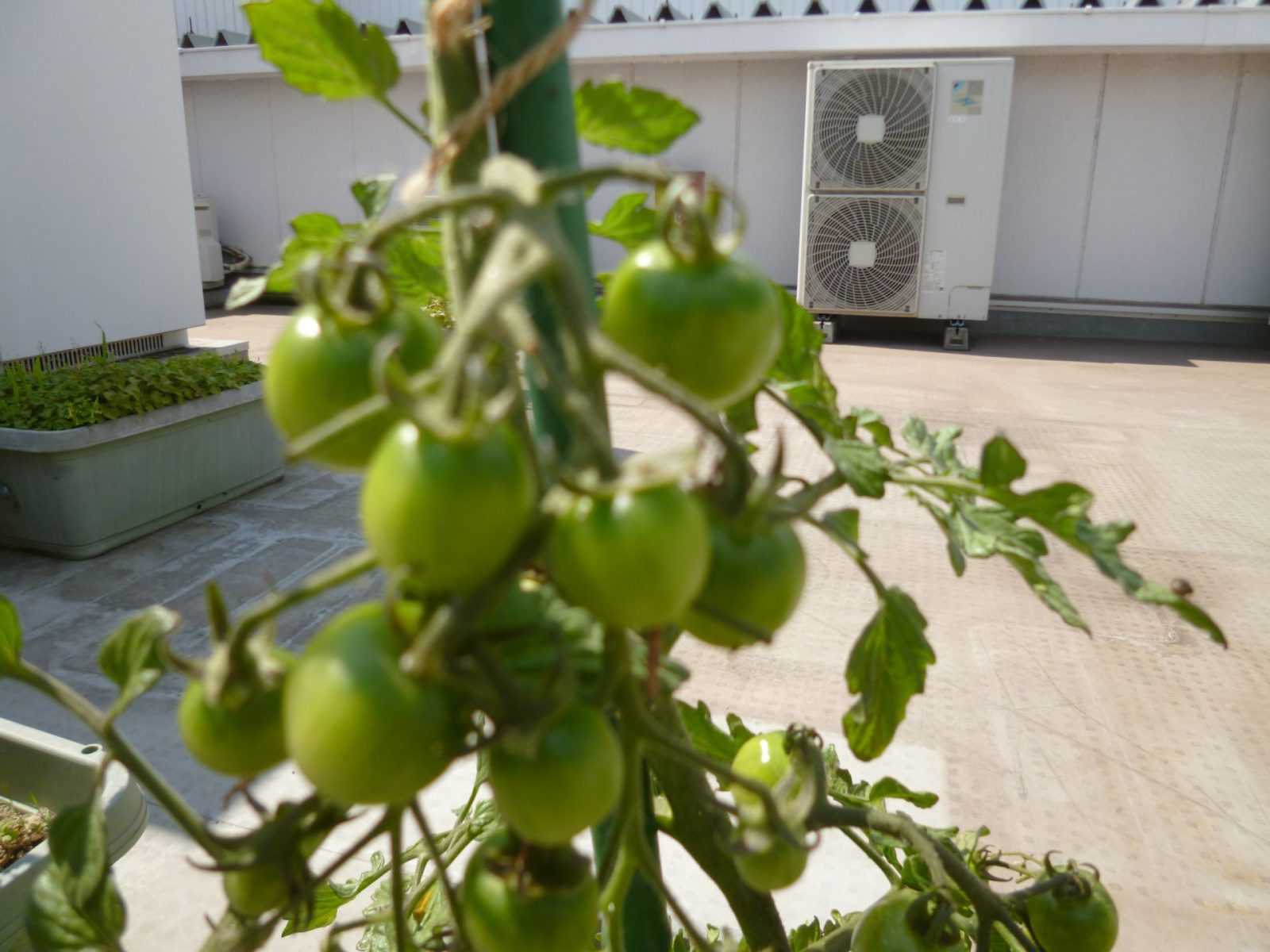 テラスで家庭菜園　トマト