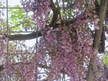 ふじの花ドライブ