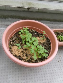 冬野菜を植えました！