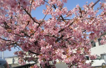 お花見散歩♪