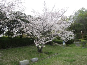 🌸お花見🌸