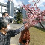 河津桜とともに歩くやさしい時間