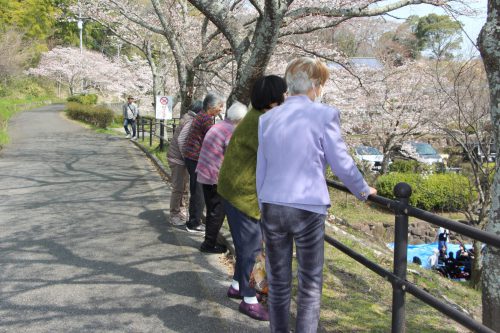 お花見ドライブ🌸