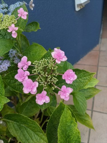 雨の日を彩る紫陽花が咲きました